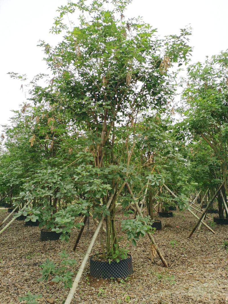 丛生黄花风铃木