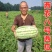 金成5西瓜苗，西农8号西瓜苗，包邮，苗场直发原生苗3叶