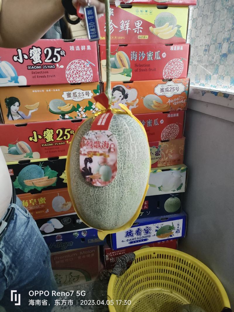 海南东方沙地瓜