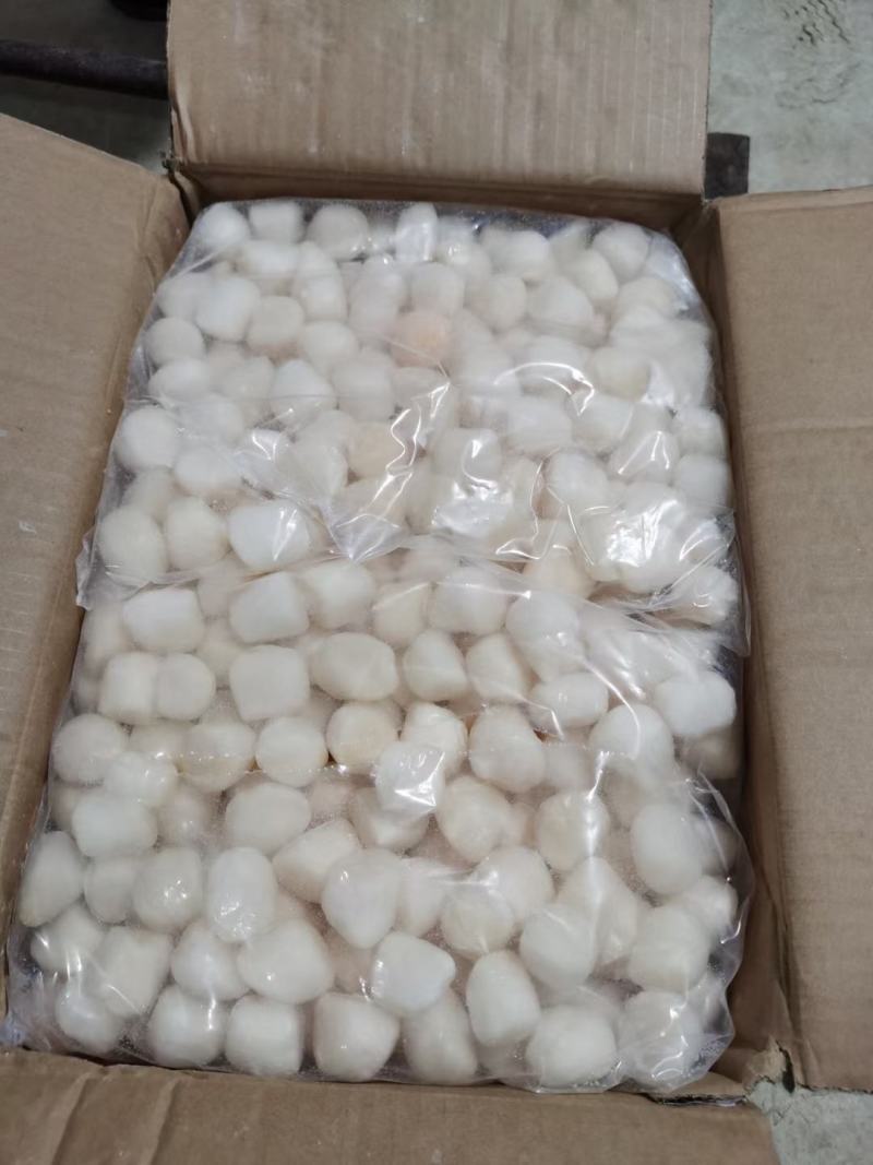 瑶贝柱瑶柱鲜贝急冻品质货源江苏连云港直发
