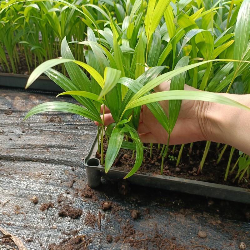 散尾葵大型室内绿植花卉插花叶材净化空气美观