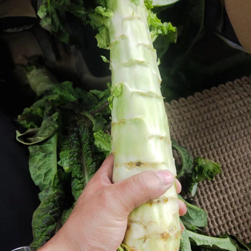 红笋精品货