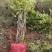 【牛商推】丛生山茱萸高4米冠幅2.5米产地直销200上车