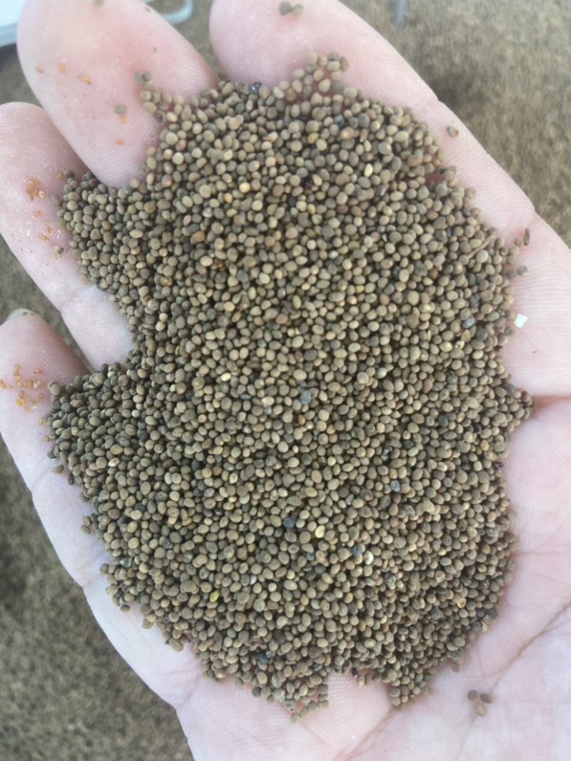 菟丝子中药材菟丝子粉内蒙古野生菟丝子茶兔丝子