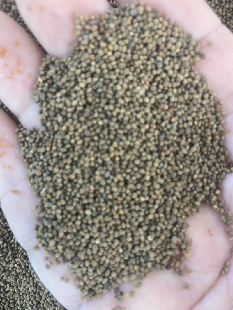 菟丝子中药材菟丝子粉内蒙古野生菟丝子茶兔丝子