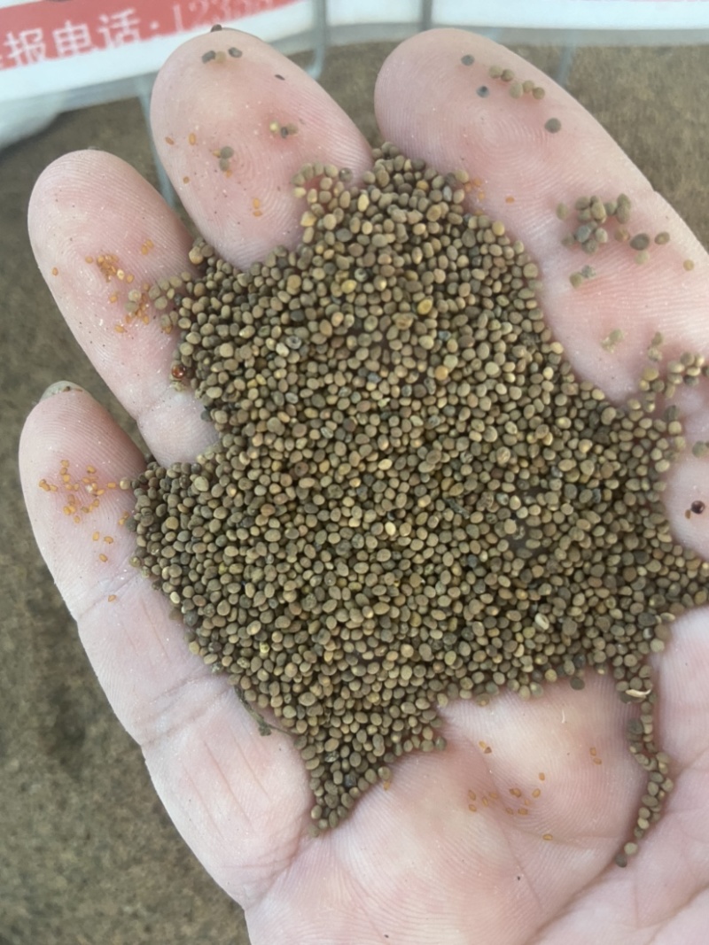 菟丝子中药材菟丝子粉内蒙古野生菟丝子茶兔丝子