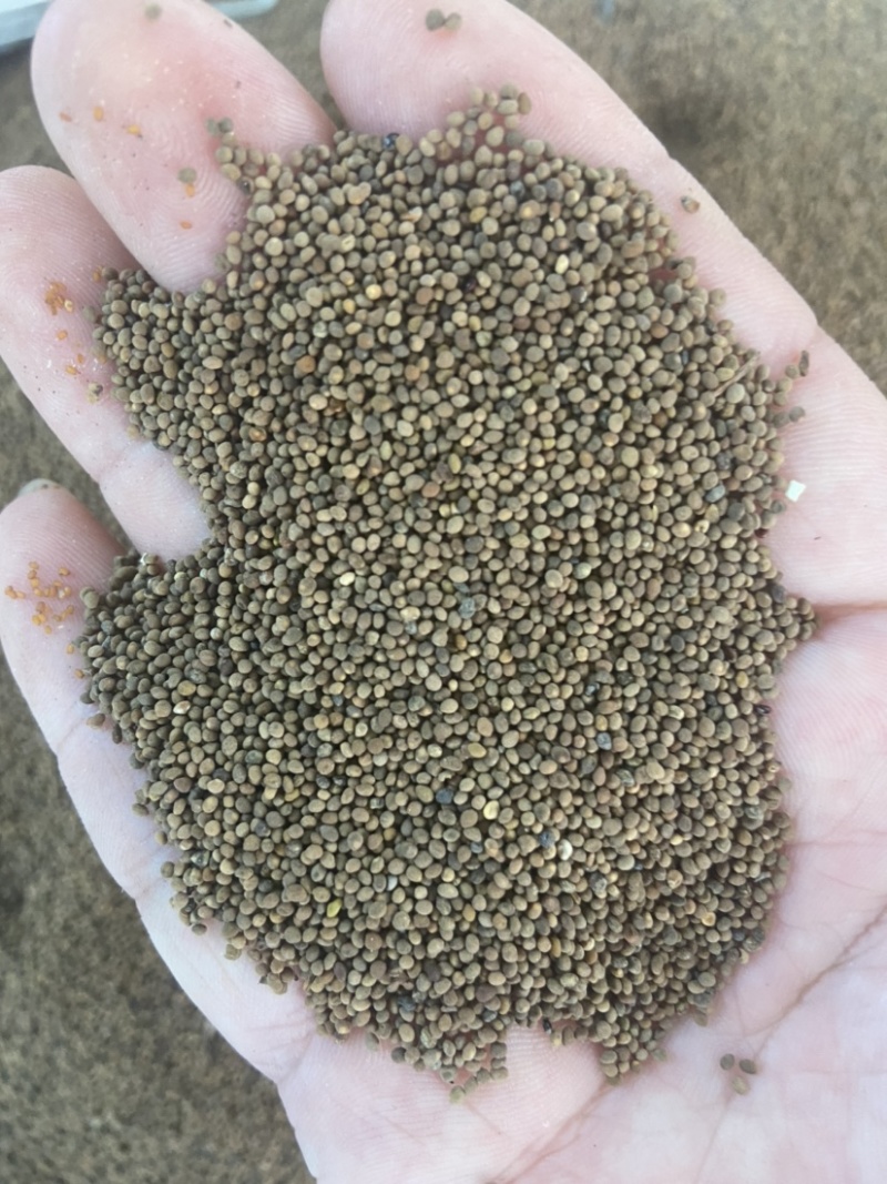 菟丝子中药材菟丝子粉内蒙古野生菟丝子茶兔丝子