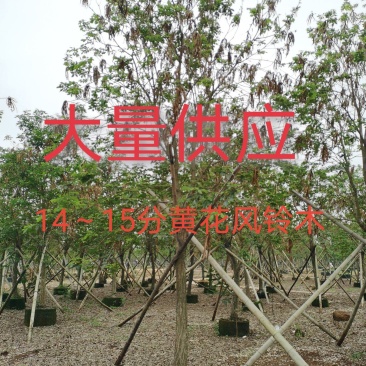 大量供应14～15分黄花风铃木