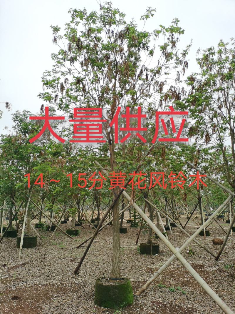 大量供应14～15分黄花风铃木