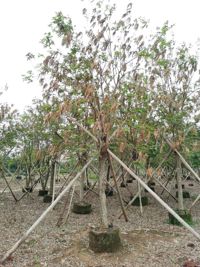 大量供应14～15分黄花风铃木