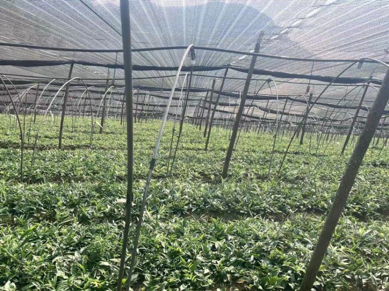 黄精苗多花姜型不倒苗1-5公分规格，苗壮根系发达
