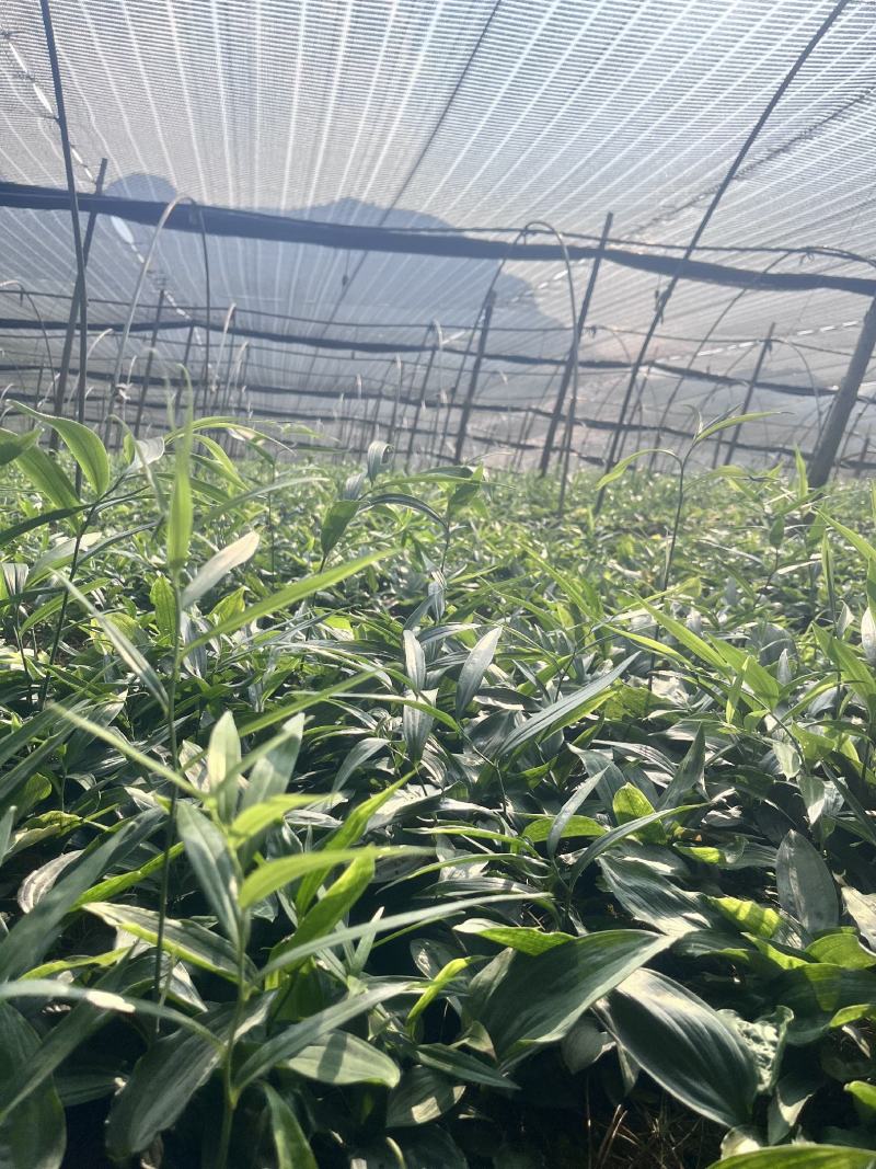 黄精苗多花姜型不倒苗1-5公分规格，苗壮根系发达