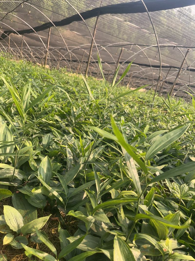 黄精苗多花姜型不倒苗1-5公分规格，苗壮根系发达