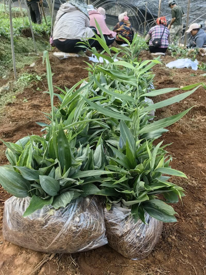 黄精苗多花姜型不倒苗1-5公分规格，苗壮根系发达
