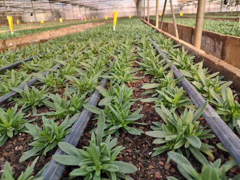 正品满天星切花苗苗子质量好自然色白色欢迎订购