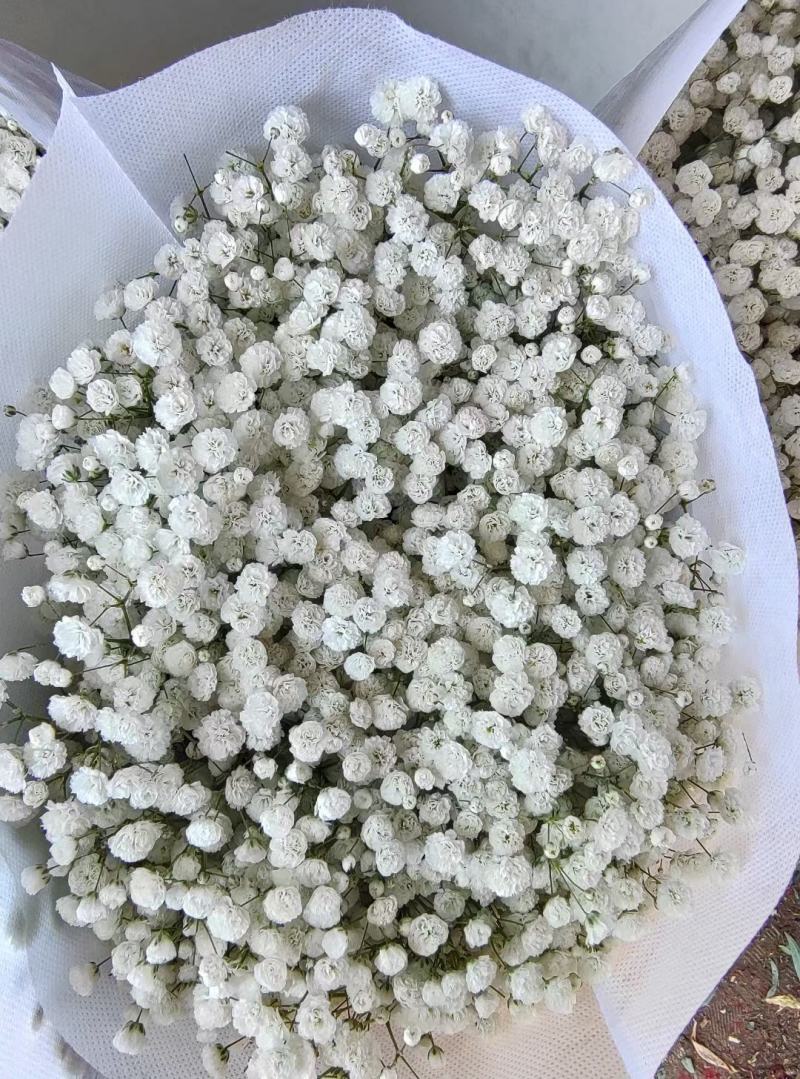 正品满天星切花苗苗子质量好自然色白色欢迎订购