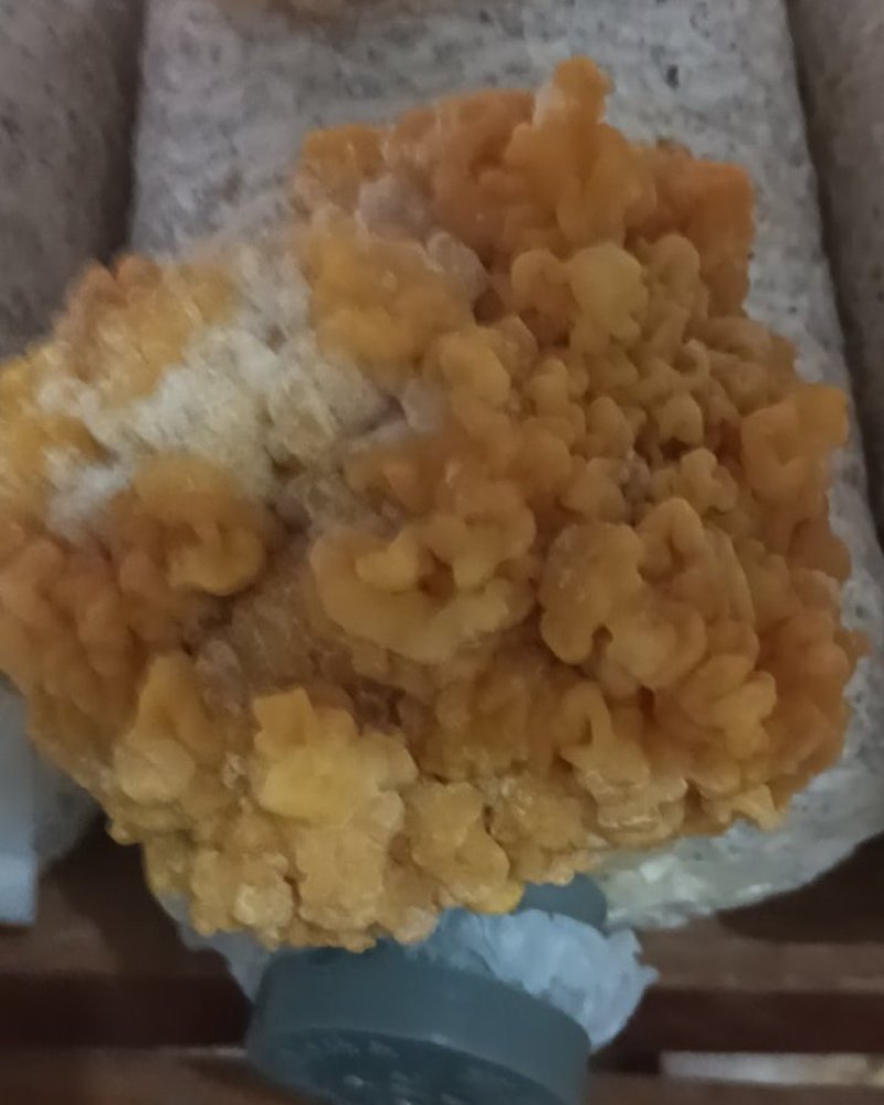 我有金耳要卖
