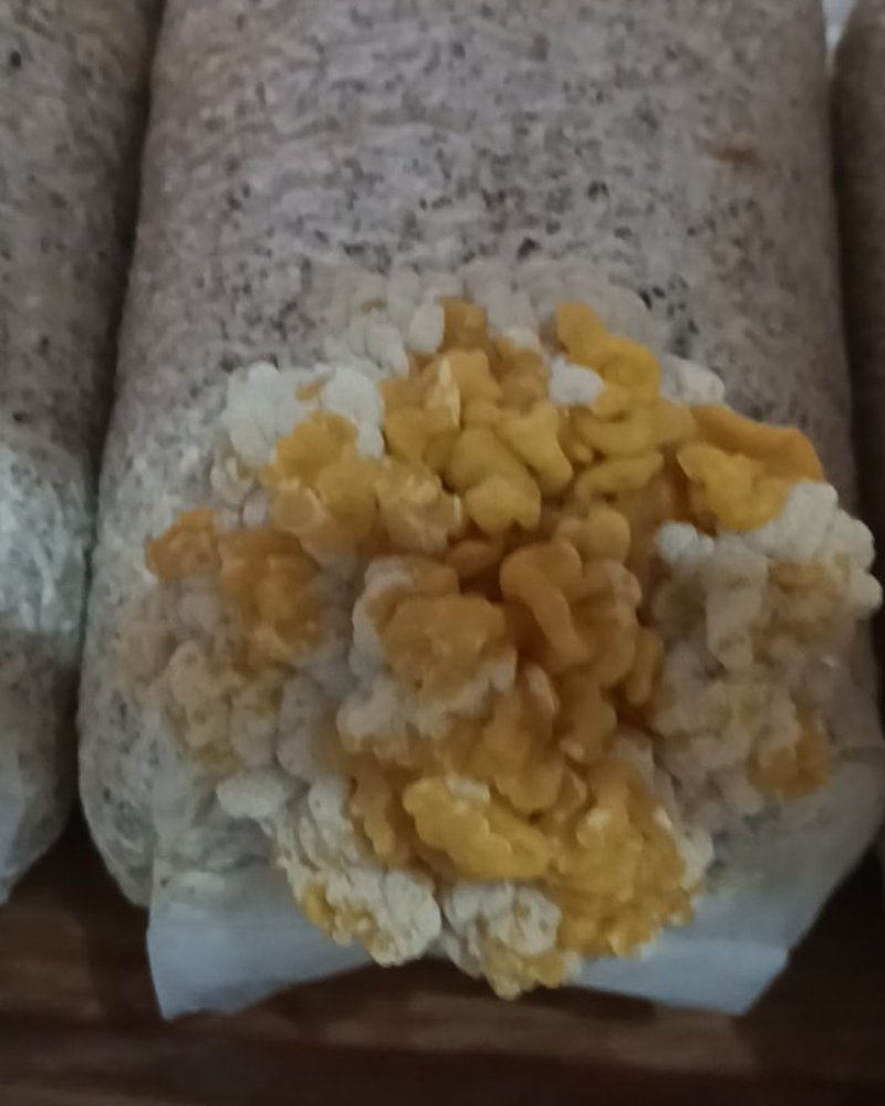 我有金耳要卖