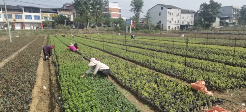 法国冬青规格齐全量大从优可视频看货一手货源