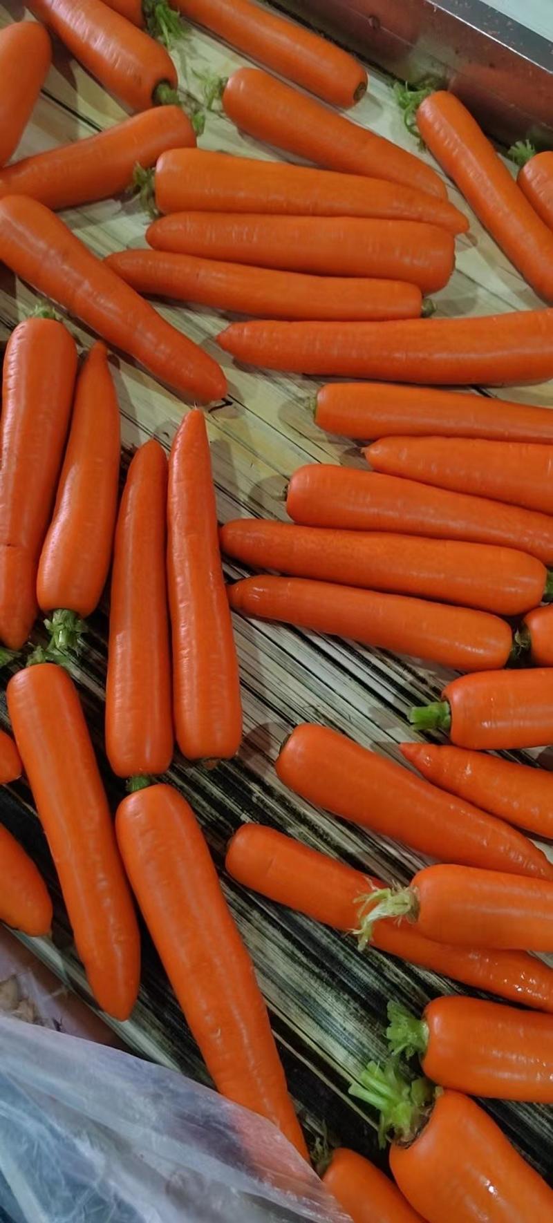 精品胡萝卜开封三红胡萝卜大量供应中包装齐全品质保障