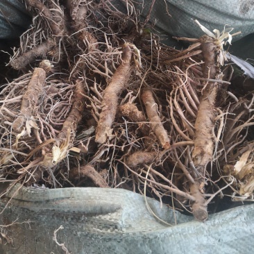 野生鲜知母（毛货，净货）