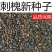 新采刺槐种子洋槐刺儿槐园林景观观赏树槐花树种子