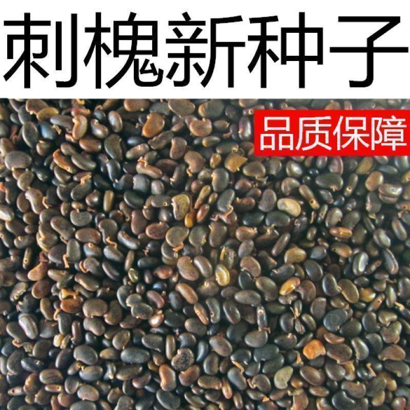 新采刺槐种子洋槐刺儿槐园林景观观赏树槐花树种子