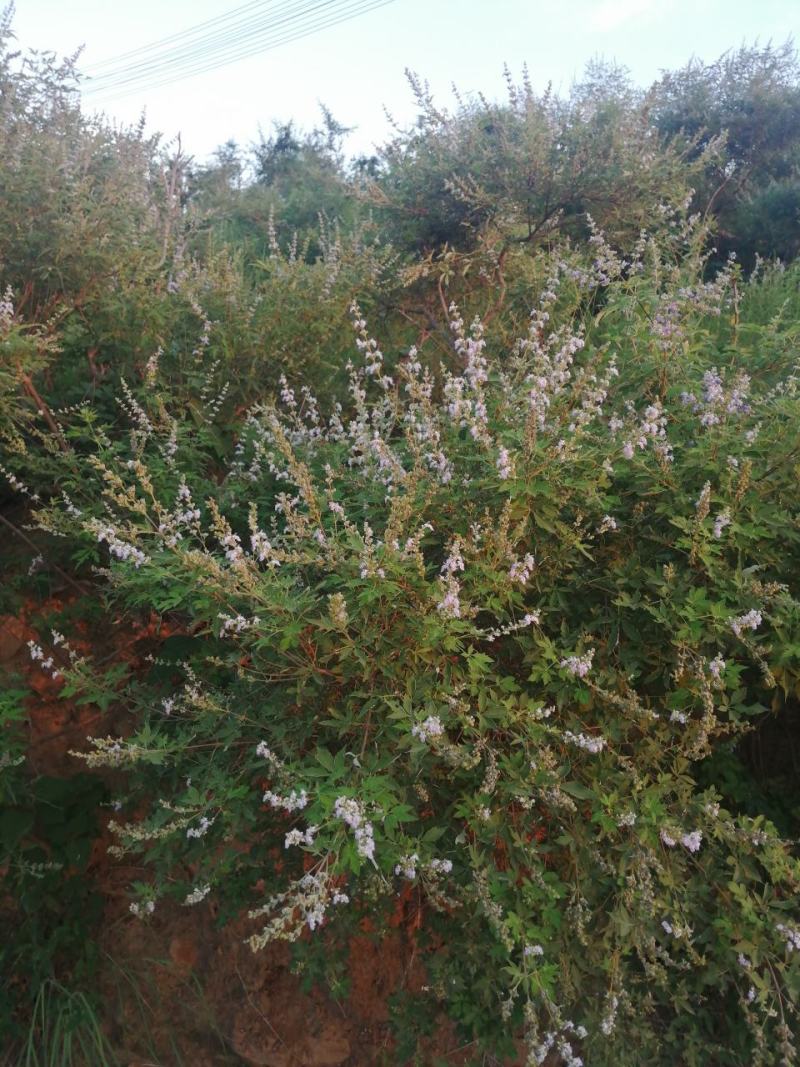 荆花