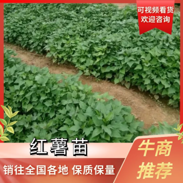 【精品】本基地大量供应优质高代脱毒各种地瓜苗，红薯苗