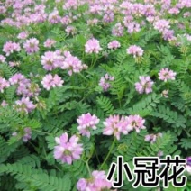 小冠花种子花草四季可播室外易种室内阳台盆栽花卉花籽庭院护
