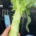 红莴笋大量上市品质保证一手货源量大从优欢迎联系