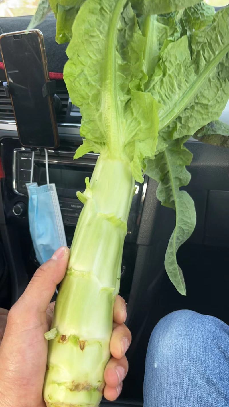 红莴笋大量上市品质保证一手货源量大从优欢迎联系