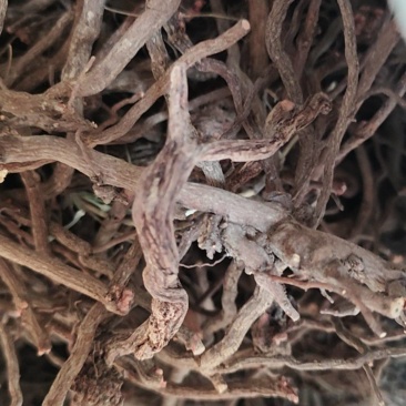 茜草