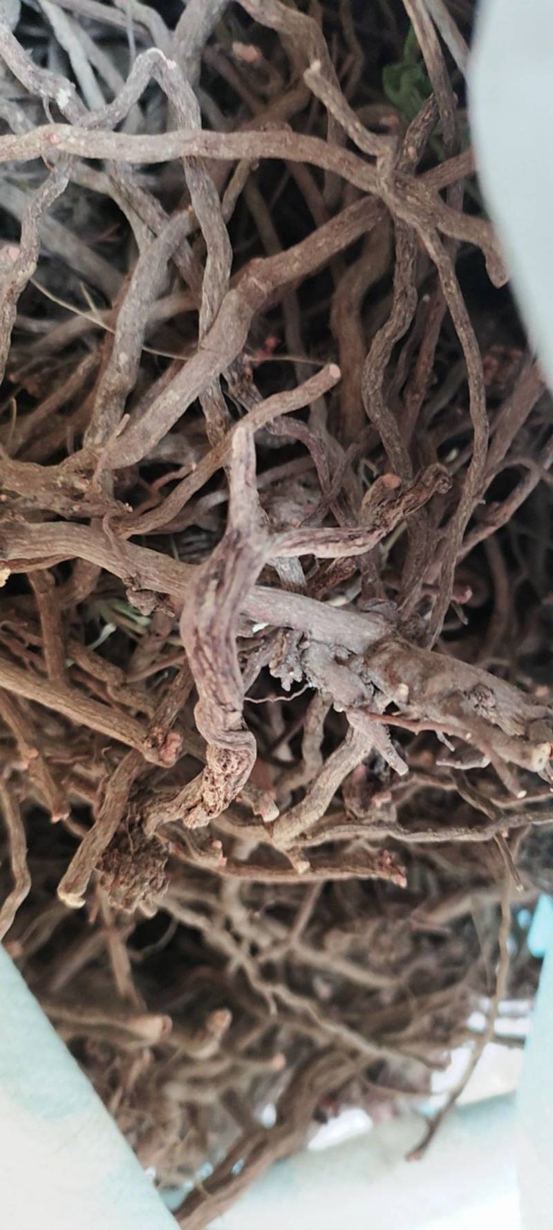 茜草