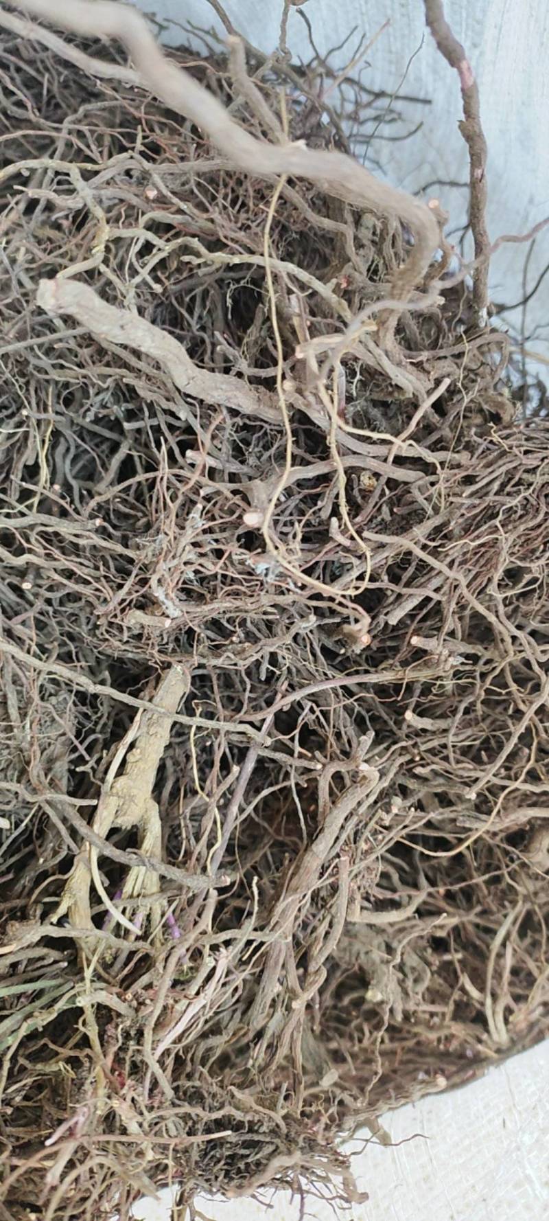 茜草