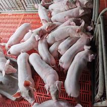 山东大型猪场出售优良健康三元仔猪，防疫到位全国包送，包活