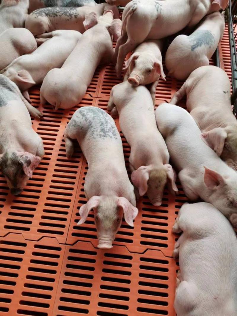 山东大型猪场出售优良健康三元仔猪，防疫到位全国包送，包活