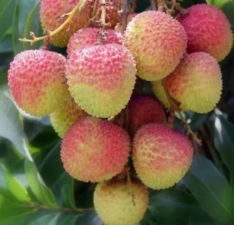 荔枝，妃子笑，桂花香，白糖罂，供应社区团购，市场批发