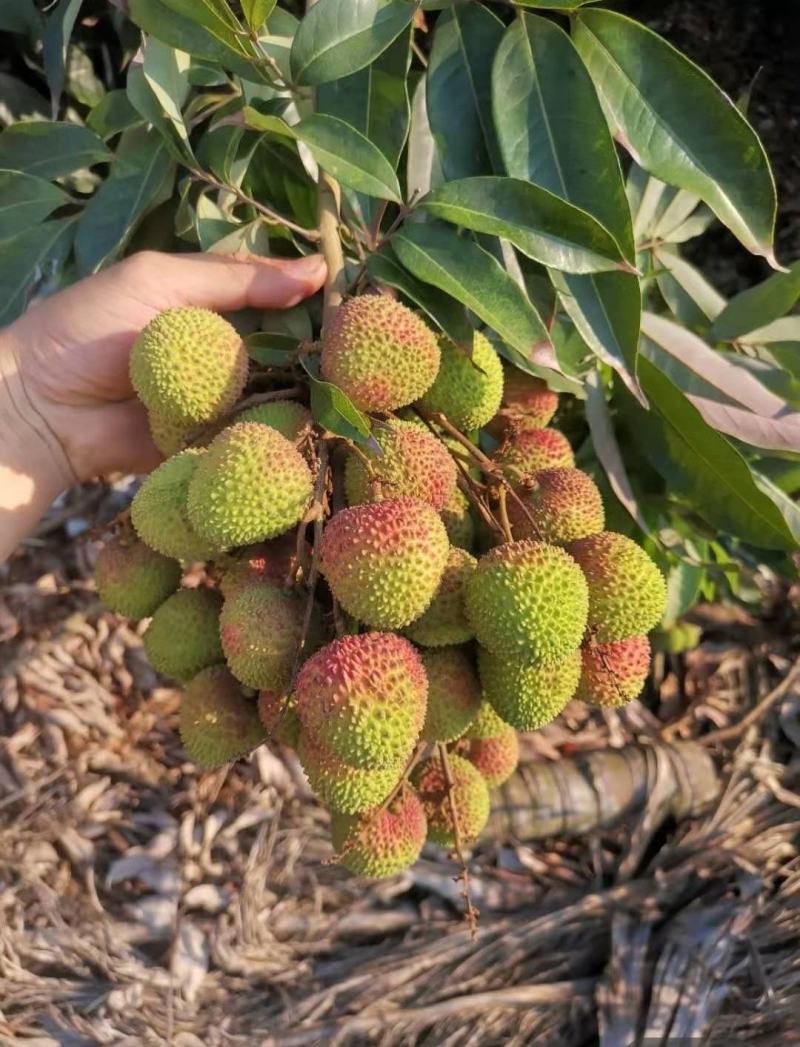 荔枝，妃子笑，桂花香，白糖罂，供应社区团购，市场批发