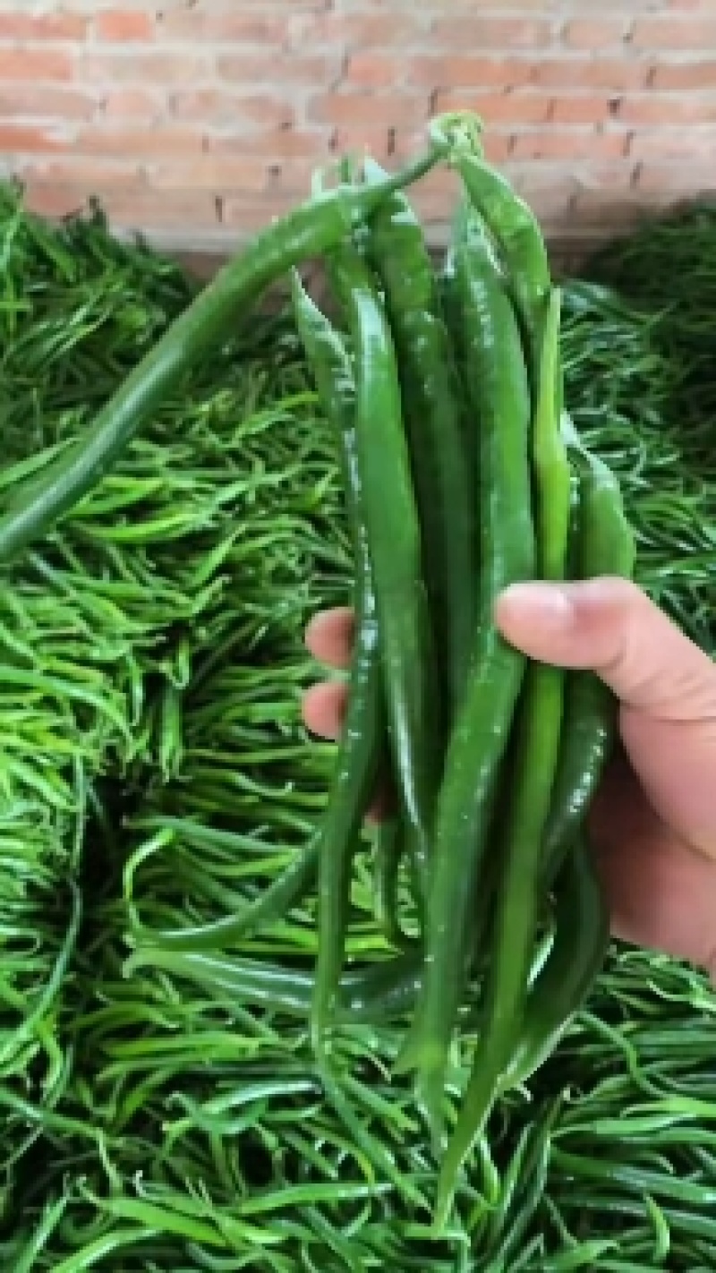 精品线椒