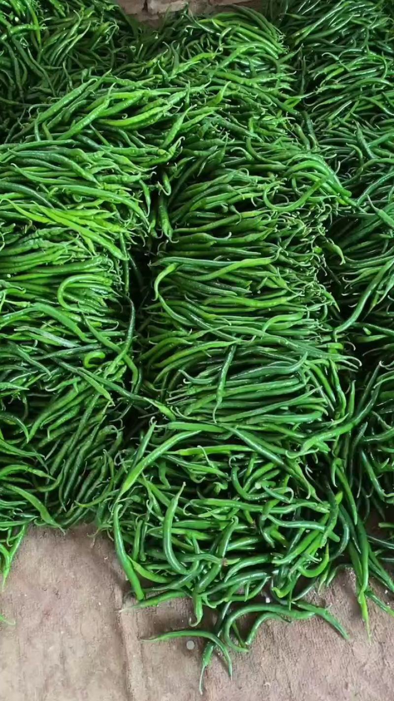 精品线椒