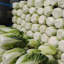 河北精品大白菜现已上市。大白菜，产地直发，源头供货，