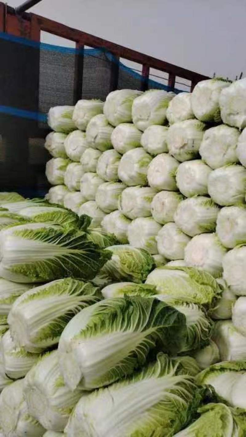 河北精品大白菜现已上市。大白菜，产地直发，源头供货，