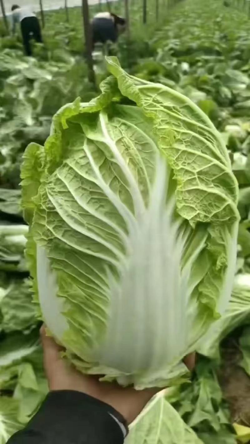 河北精品大白菜现已上市。大白菜，产地直发，源头供货，
