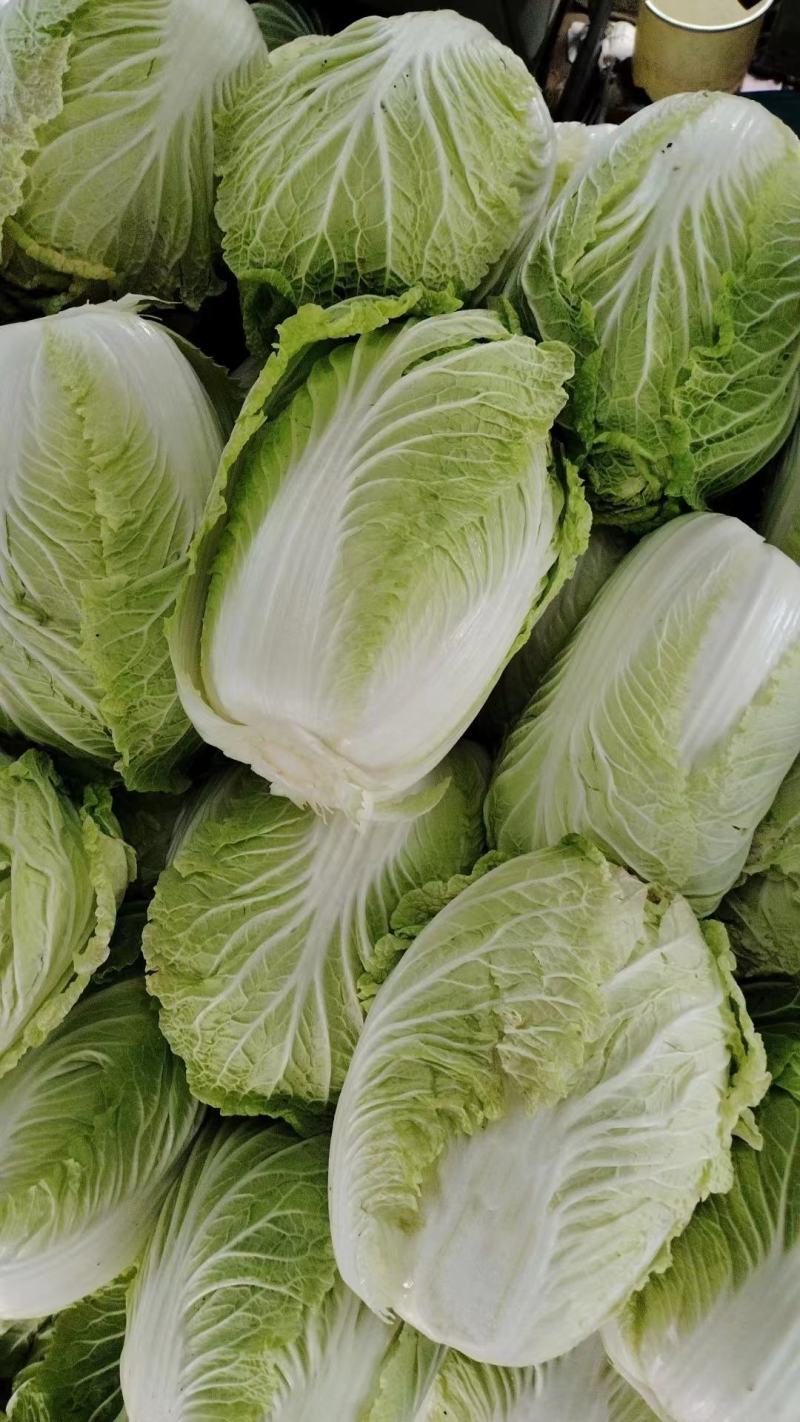 河北精品大白菜现已上市。大白菜，产地直发，源头供货，