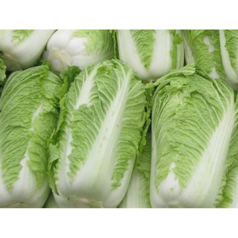 河北精品大白菜现已上市。大白菜，产地直发，源头供货，