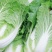 河北精品大白菜现已上市。大白菜，产地直发，源头供货，