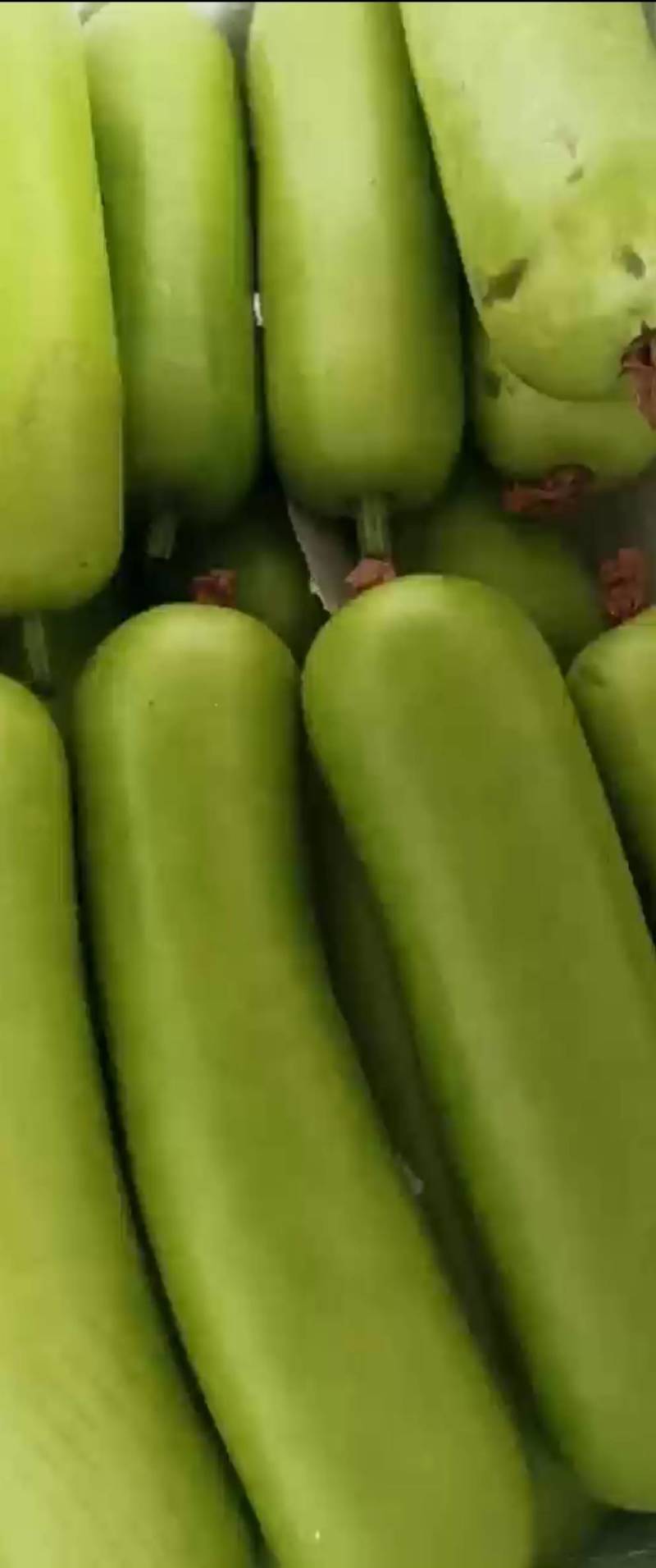 福建胡瓜葫芦瓜瓠瓜质量保证产地直供支持视频看货代