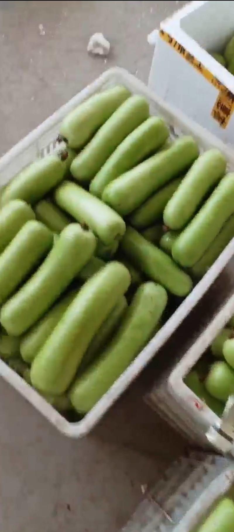福建胡瓜葫芦瓜瓠瓜质量保证产地直供支持视频看货代