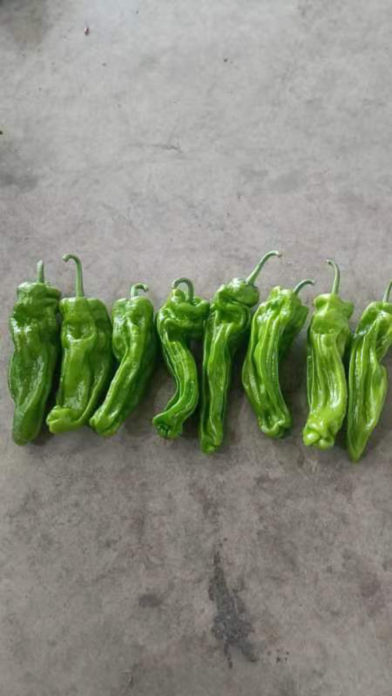 安徽芜湖椒大量上市，薄皮椒条形好，硬度好价格美丽全国发货